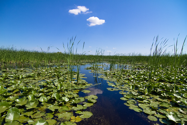 Danube Delta - image by Amanda Lia Rogers