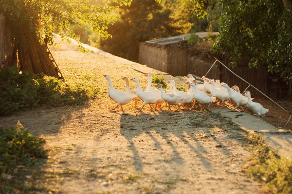 Danube Delta - image by Amanda Lia Rogers