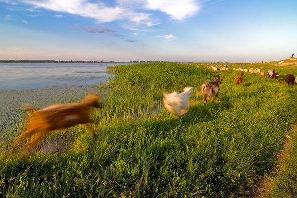 Lower Danube - Running Home - image by Amanda Lia Rogers