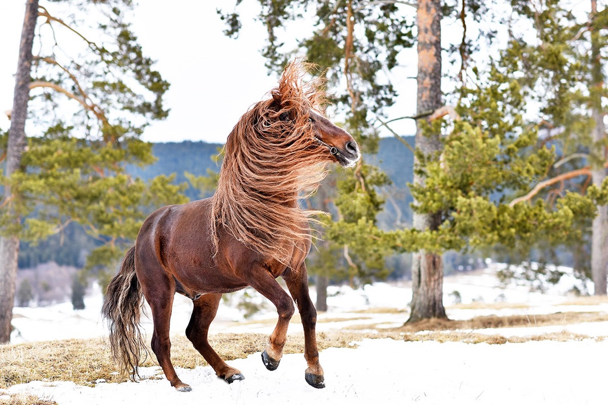 Hutul Horse Lucina Stud in Bucovina region