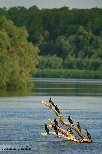 DANUBE DELTA, ROMANIA - PERIVOLOVCA Image