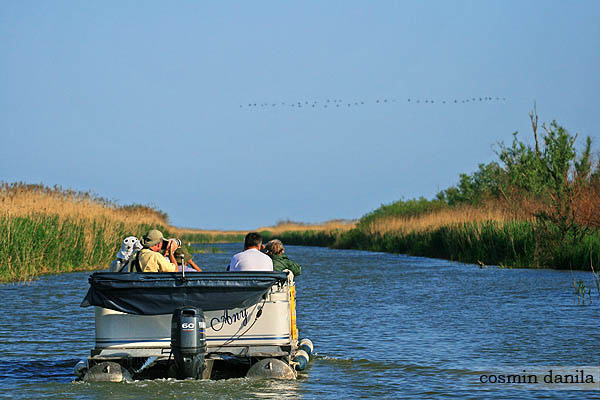 DANUBE DELTA, ROMANIA - SACALIN Image