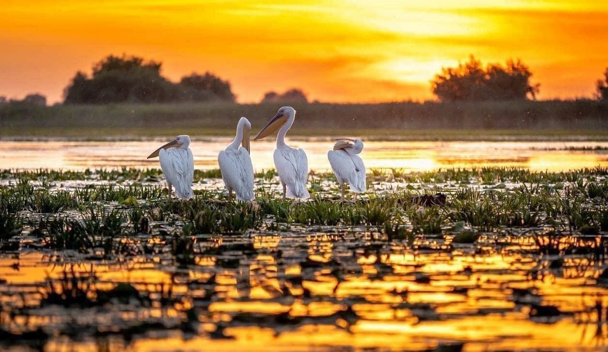 Danube Delta Wildlife Pelicans