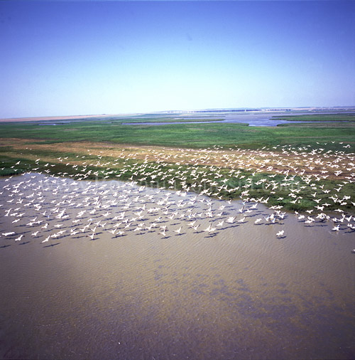 Danube Delta