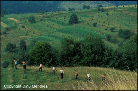 Bucovina Romania Image