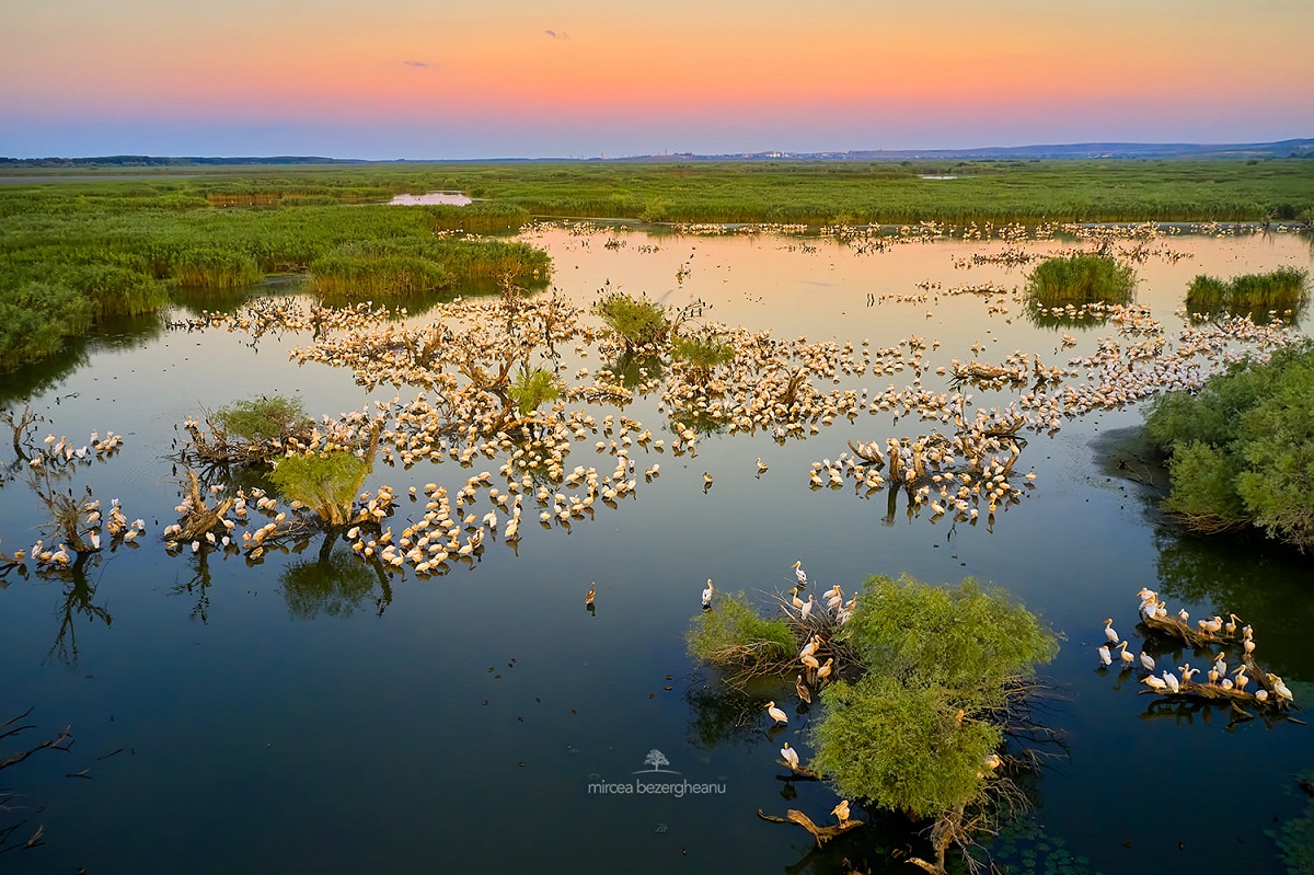 romania-danube-river-delta-pelicans