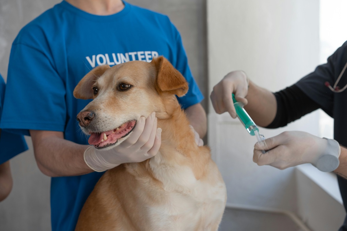 Romania International Students Volunteering