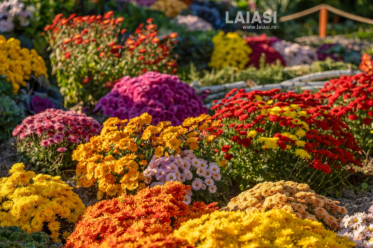 iasi-autumn-flowers-expo