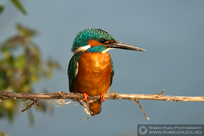 Kingfisher Danube Delta, ROMANIA